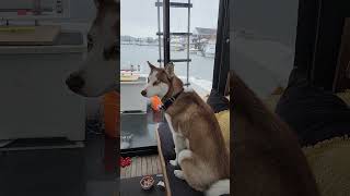 Husky Dog Complaining About The Weather yacht husky cutedog [upl. by Harehs185]