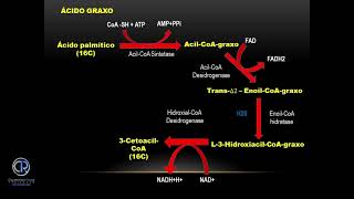 BETA OXIDAÇÃO DESTINO DOS ÁCIDOS GRAXOS [upl. by Fezoj685]