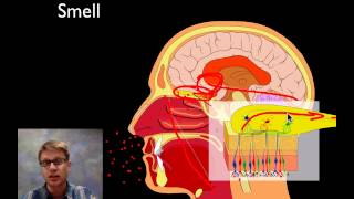 The Sensory System [upl. by Leakim]