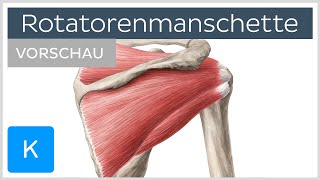 Rotatorenmanschette Aufbau und Funktion Vorschau  Anatomie des Menschen  Kenhub [upl. by Drona]