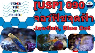 USP 090 Blue Dot Jawfish จอว์ฟิชจุดฟ้า [upl. by Ygief404]