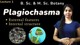 Plagiochasma  External and Internal structure  Botany  B Sc amp M Sc [upl. by Bedwell]