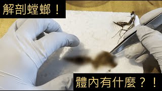 【4K】母螳螂的體內有些什麼讓我們解剖看看吧 Dissecting a female praying mantis [upl. by Einaeg]