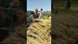 Pothwar Farming  Pothwari Saz  Desi Farming  Village Life in Pothwar  Pakistan Wheat Farming [upl. by Golding14]