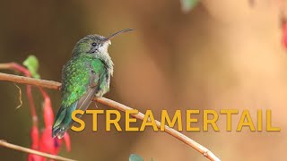 Redbilled Streamertail Female [upl. by Llenrad683]