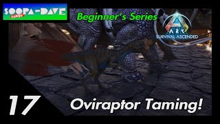 Ark Survival Ascended Oviraptor Taming Beginners Series [upl. by Alvy]