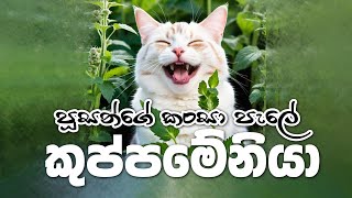 Acalypha indica  කුප්පමේනියා  Ruuso  රූසෝ RuusoOfficial [upl. by Ellivro]