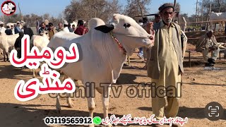 Today domail mandi fateh jang 1622024 latest update ll Part 2 ll taxila mandi ll jamil tv ll [upl. by Runkel]