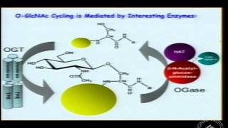 Bittersweet Roles of OGlcNAcylation in Diabetes Alzheimers Disease and Cancer [upl. by Lynnelle]