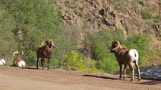 Male Big Horn Sheep fighting 1 [upl. by Hurless]