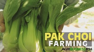 Bok Choy Farming Bok Choy Planting Guide [upl. by Cassey185]