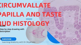 Histology of Circumvallate papillae and taste bud Step by step drawing with description [upl. by Killion]