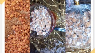 Aya Mai SugarSugar coated Tigernut See how to make and package this yummy Aya snacks for business [upl. by Enirehs257]