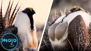 Top 10 Unusual Animal Mating Rituals [upl. by Shanly776]