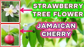 🍒 Discover the Easiest Tropical Tree The Strawberry Tree is the Perfect Choice for New Gardeners [upl. by Pugh]