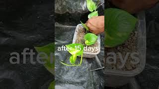 Unique way to propagate Money Plant 25 Days Growth Update Adding Support to Plant [upl. by Laverna]