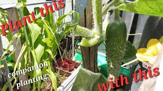 Companion Planting Plants You Can Grow TogetherSouth Africa Cape Town Garden [upl. by Kcirdehs]