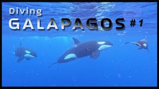 GALAPAGOS diving 01  Orcinus orca [upl. by Blackwell]