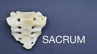 SACRUM [upl. by Leinahtam986]