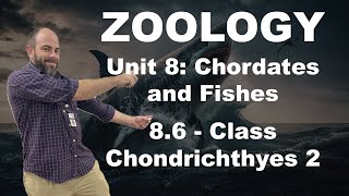 Zoology  86  Class Chondrichthyes 2 [upl. by Yednarb]