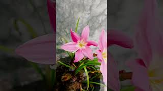 rain lilly zephyranthes plant [upl. by Arytahs787]