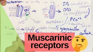 Muscarinic Receptors  Cholinergic receptors  PHARMACOLOGY [upl. by Pich640]