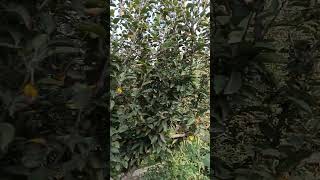 Apelles gardens and kashmir like love song music fruit [upl. by Eiknarf3]