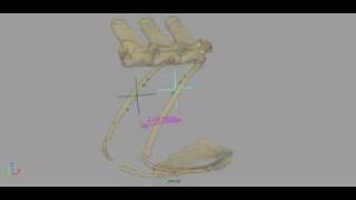 Iguana Breathing XROMM animation of sternal ribs 1 amp 2 with muscle attachment points shown [upl. by Leahsim333]