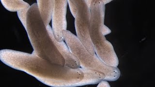 What Planarians Are Revealing About the Rules of Regeneration [upl. by Ynittirb714]