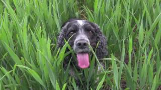 Cocker Spaniels gorgeous but mad [upl. by Beutner637]