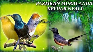 PERANGSANG MURAI JUARA DUNIA Sensilbirdshop [upl. by Josefa]