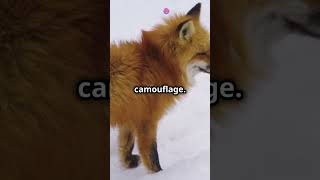 Amazing Facts About the Corsac Fox [upl. by Norej11]