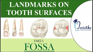 Landmarks on tooth surfaces Part3 FOSSA  Dental Terminology  Tooth landmarks  Dental Anatomy [upl. by Oiramel577]