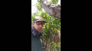 How to trim Raphis palms [upl. by Atkins803]