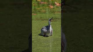 Great Blue Heron Catches A Fish birds greatblueheron shorts z8 wildlife birding [upl. by Remot]