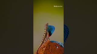 Fan throated Lizard male [upl. by Dombrowski800]