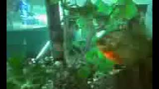 fish 13 piranha Vs black belt cichlid [upl. by Cristionna]