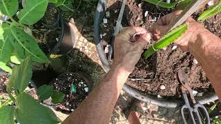 FRUIT OF THE DRAGONS Pruning and rerooting a super sweet exotic Aruban Dream golden dragon fruit [upl. by Pfaff635]