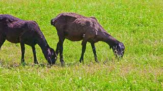 two fattailed sheep is grazing in tall grass at sunny day side view [upl. by Elesig]