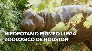 hipopótamo pigmeo llega zoológico de Houston [upl. by Annert]