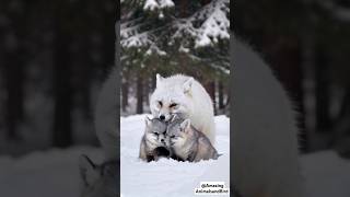 Adorable Arctic Fox Smooches Two Baby Foxes – Heartwarming Animal Moments in the Wild [upl. by Nanoc220]