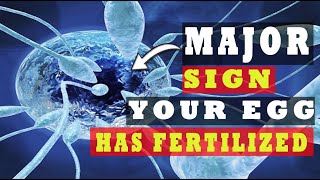 Egg and Sperm Meet Symptoms – Major Signs Your Egg Has Been Fertilized 5 INDICATIVE SYMPTOMS [upl. by Wendolyn]