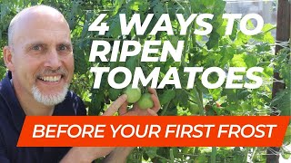 How to Ripen Green Tomatoes Indoors [upl. by Vivianna249]