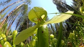 Predatory Plants Lure of the Cobra Lily [upl. by Nilecoj]