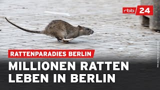 Darum breiten sich Ratten in Berlin aus [upl. by Joiner]