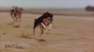 RACE THE WIND Persian amp Arabian Sighthound • Saluki Sloughi Desert Hunting Dog Galgo Greyhound [upl. by Barbaresi]