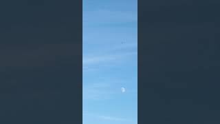 The moon on a Saturday afternoon on October 12th 2024 moonhaven shortvideos [upl. by Naillij282]