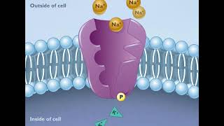 How the Sodium Potassium Pump Works HD Animation [upl. by Dannye]