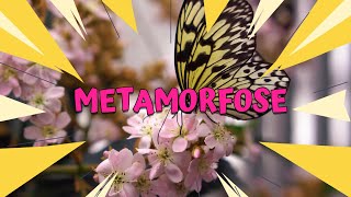 Metamorfose das borboletas 🦋 [upl. by Gustaf393]