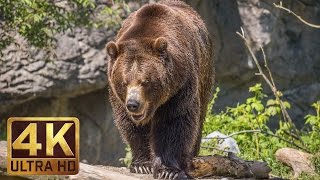 4K Ultra HD Video of Wild Animals  1 HR 4K Wildlife Scenery with Floating Music [upl. by Licha760]